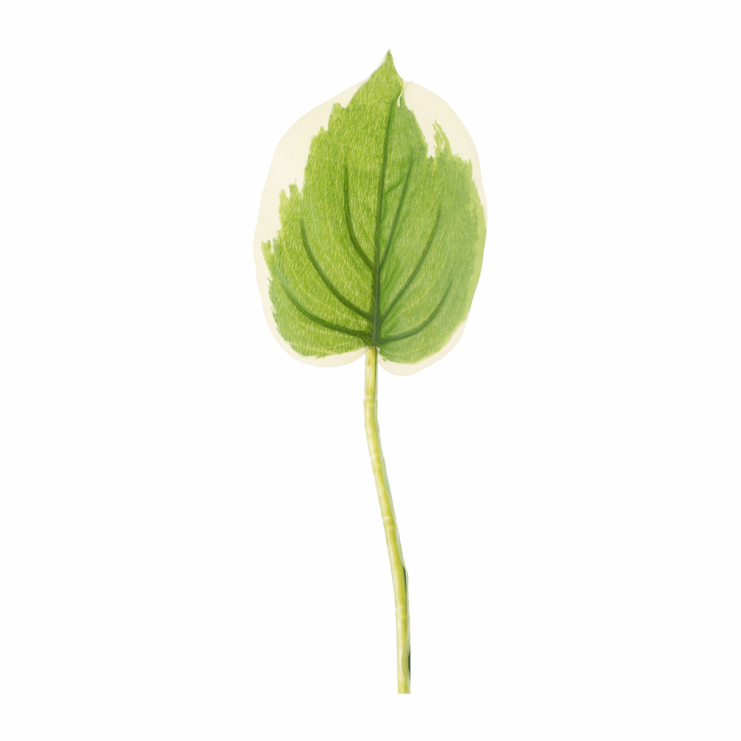 Hoja Con Borde FREE HOME Verde