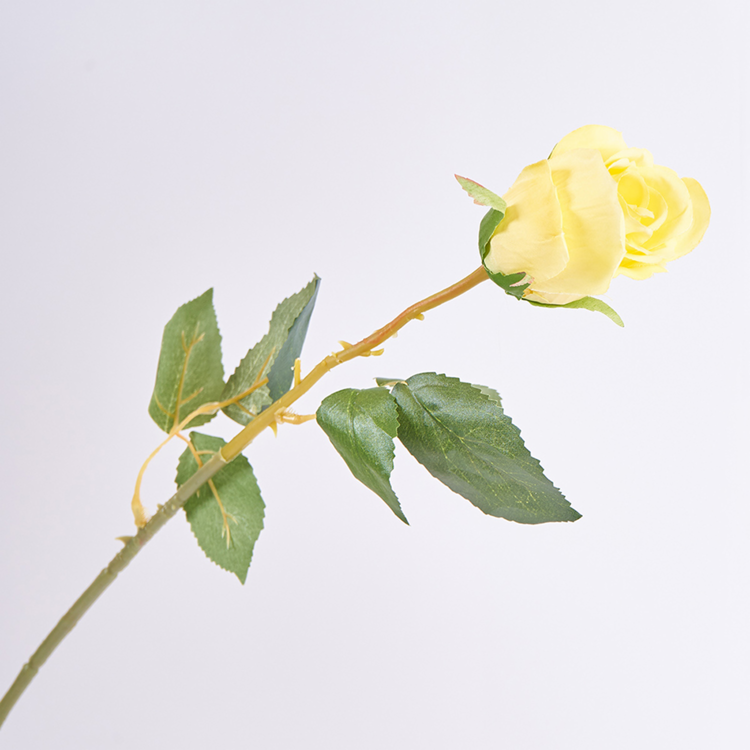 Rosa Solitaria FREE HOME Amarillo
