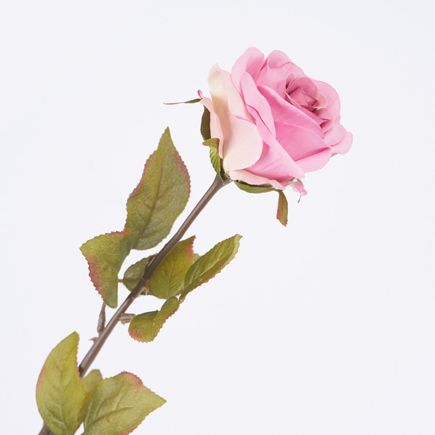 Rosa Rosado FREE HOME Rosado con Lila