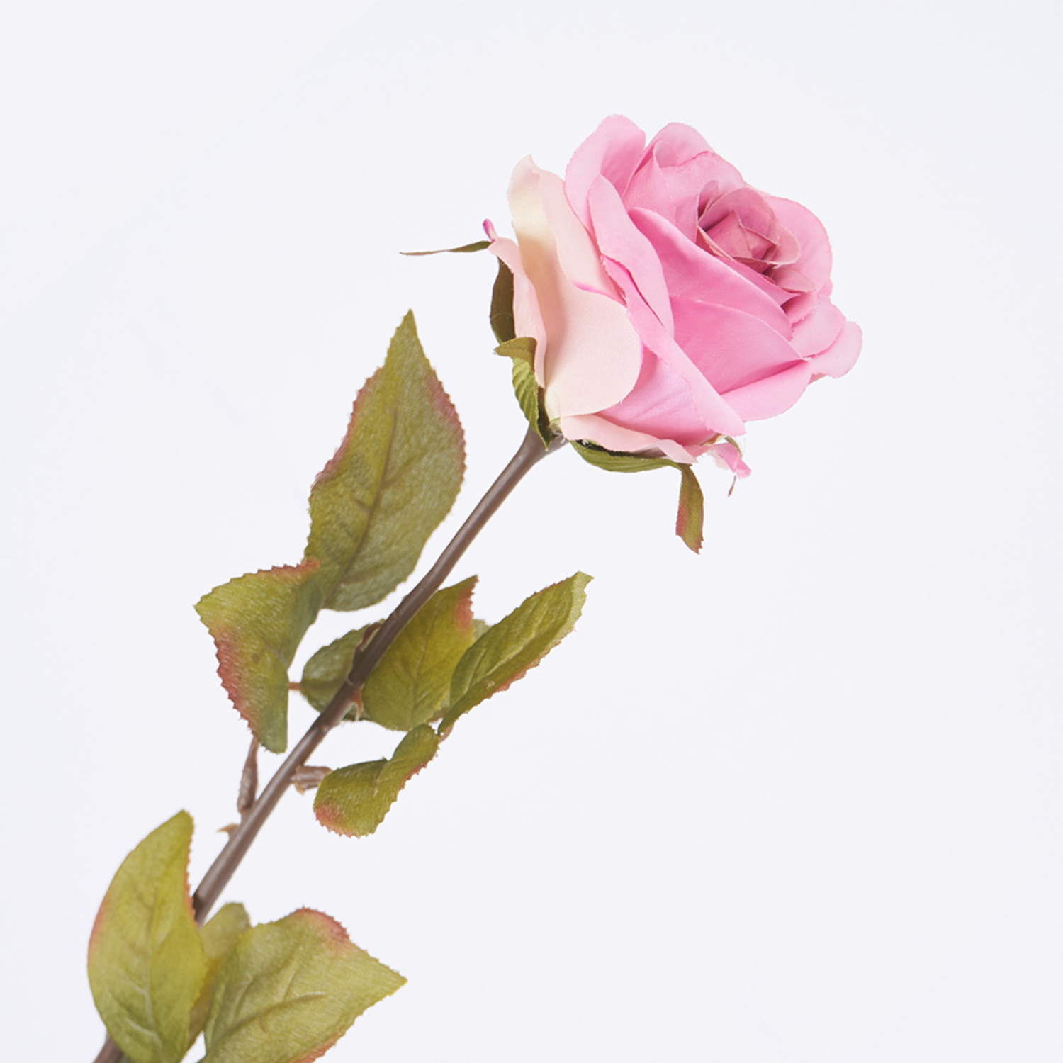 Rosa Rosado FREE HOME Rosado con Lila